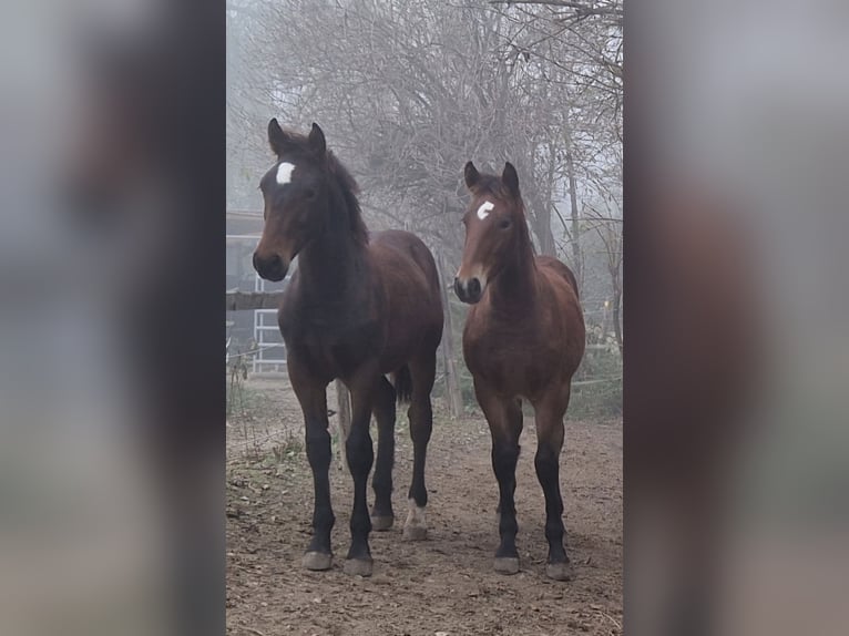 Knabstrup Stallion 1 year 15,2 hh Brown in Berndorf
