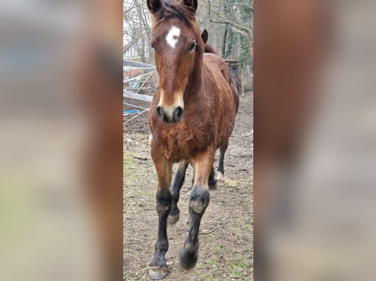 Knabstrup Stallion 1 year 15,2 hh Brown in Berndorf