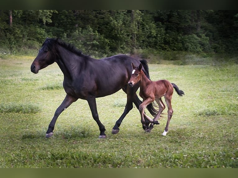 Knabstrup Stallion 1 year 15,2 hh Brown in Berndorf