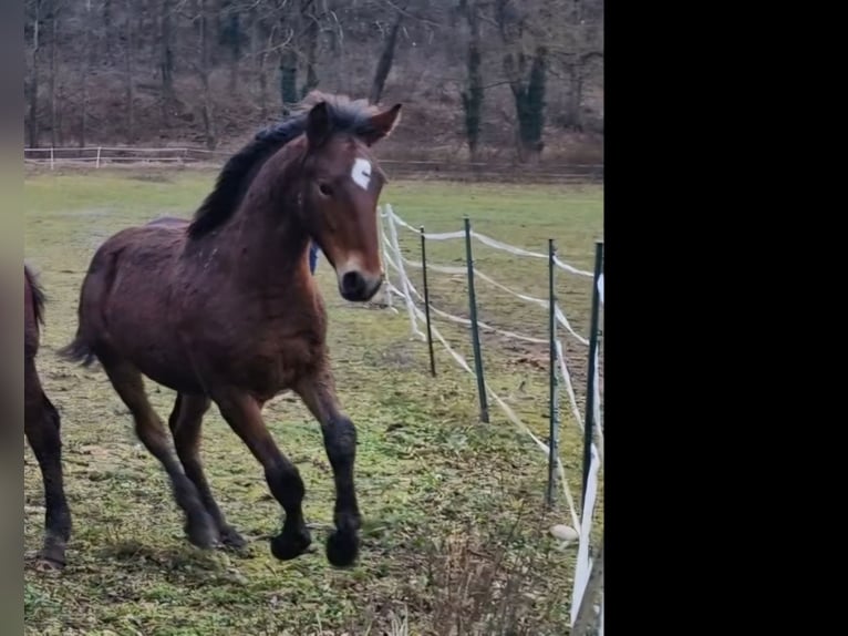 Knabstrup Stallion 1 year 15,2 hh Brown in Berndorf