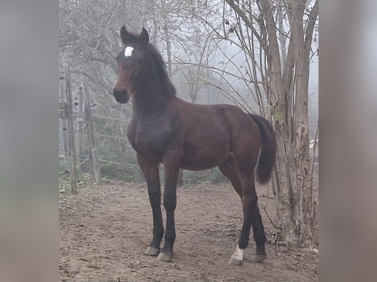Knabstrup Stallion 1 year 15,2 hh Brown in Berndorf