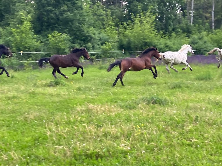 Knabstrup Stallion 1 year 15,2 hh Brown in Berndorf