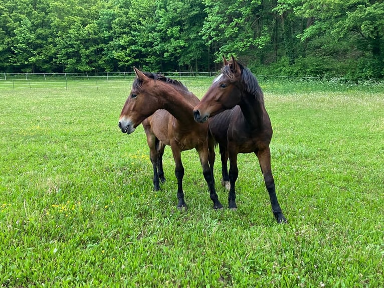 Knabstrup Stallion 1 year 15,2 hh Brown in Berndorf