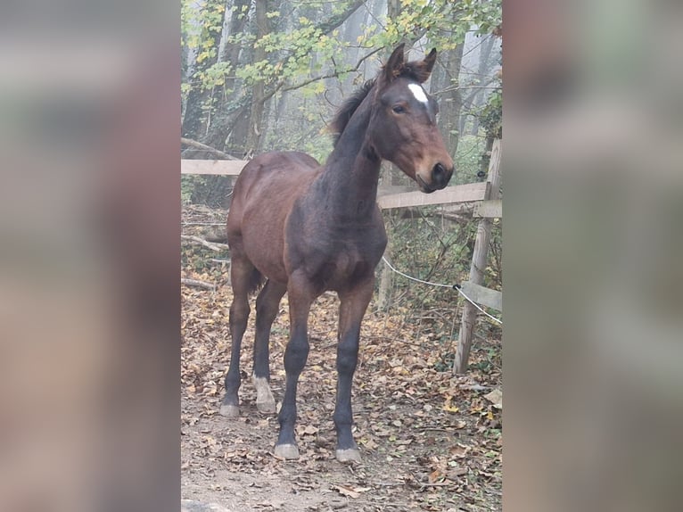 Knabstrup Stallion 1 year 15,2 hh Brown in Berndorf