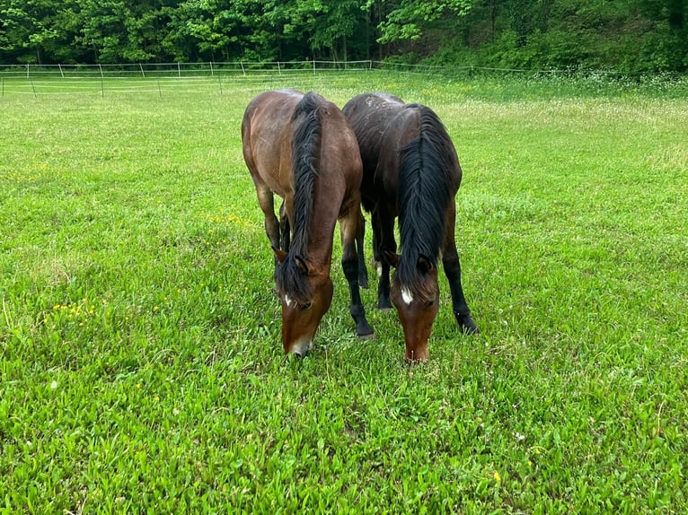 Knabstrup Stallion 1 year 15,2 hh Brown in Berndorf