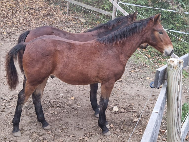 Knabstrup Stallion 1 year 15,2 hh Brown in Berndorf