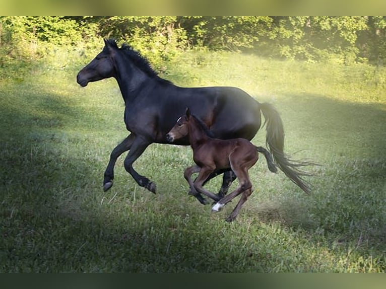 Knabstrup Stallion 1 year 15,2 hh Brown in Berndorf