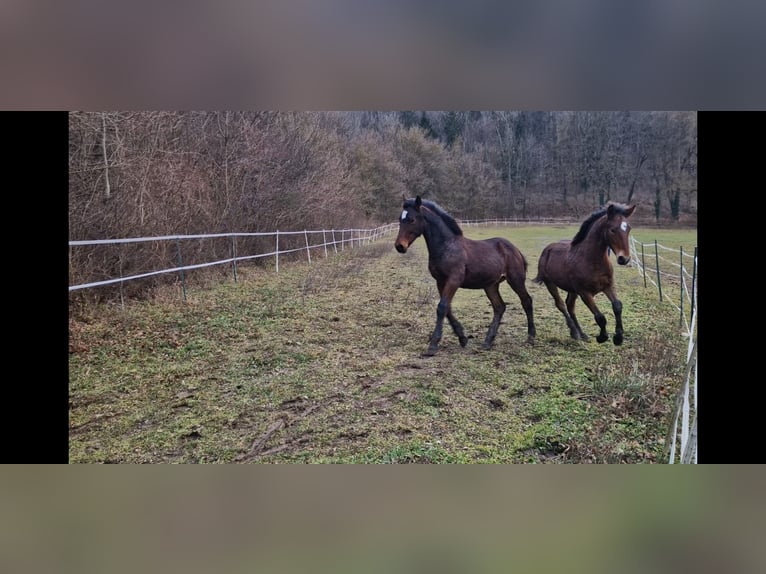Knabstrup Stallion 1 year 15,2 hh Brown in Berndorf