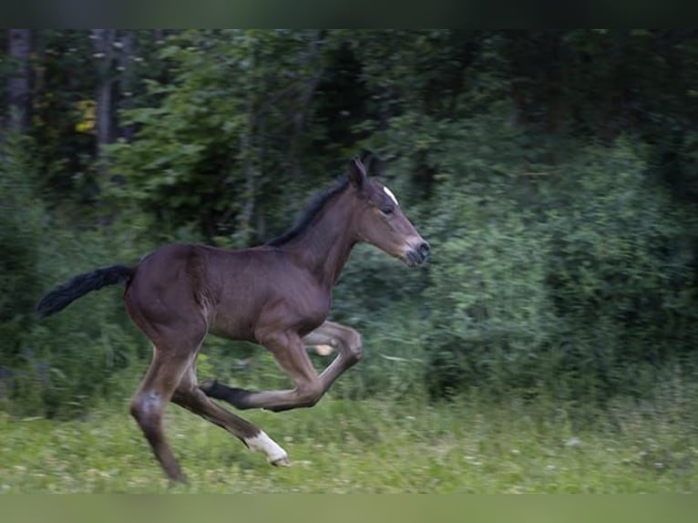 Knabstrup Stallion 1 year 15,2 hh Brown in Berndorf