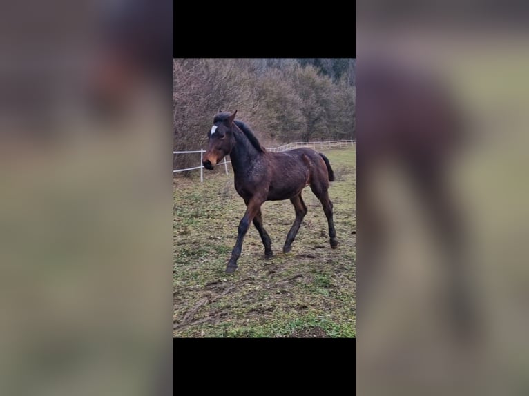 Knabstrup Stallion 1 year 15,2 hh Brown in Berndorf