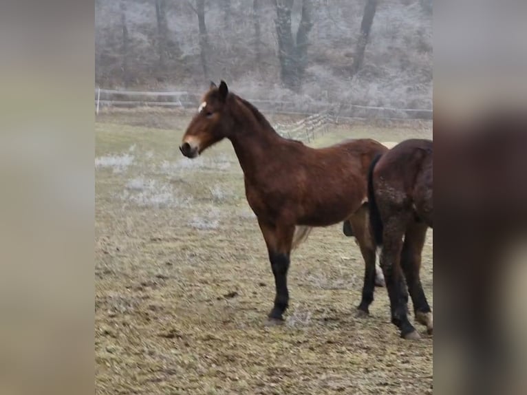 Knabstrup Stallion 1 year 15,2 hh Brown in Berndorf