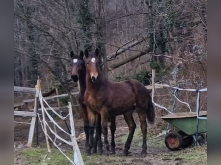 Knabstrup Stallion 1 year 15,2 hh Brown in Berndorf