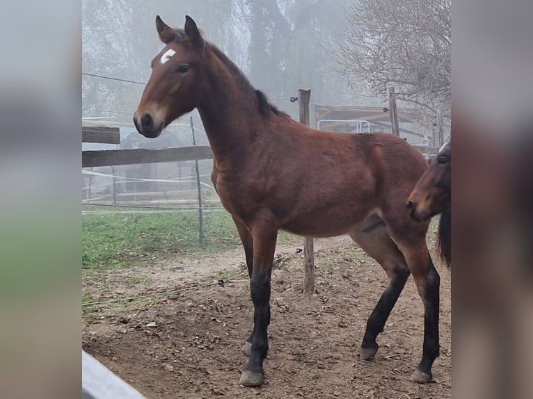 Knabstrup Stallion 1 year 15,2 hh Brown in Berndorf