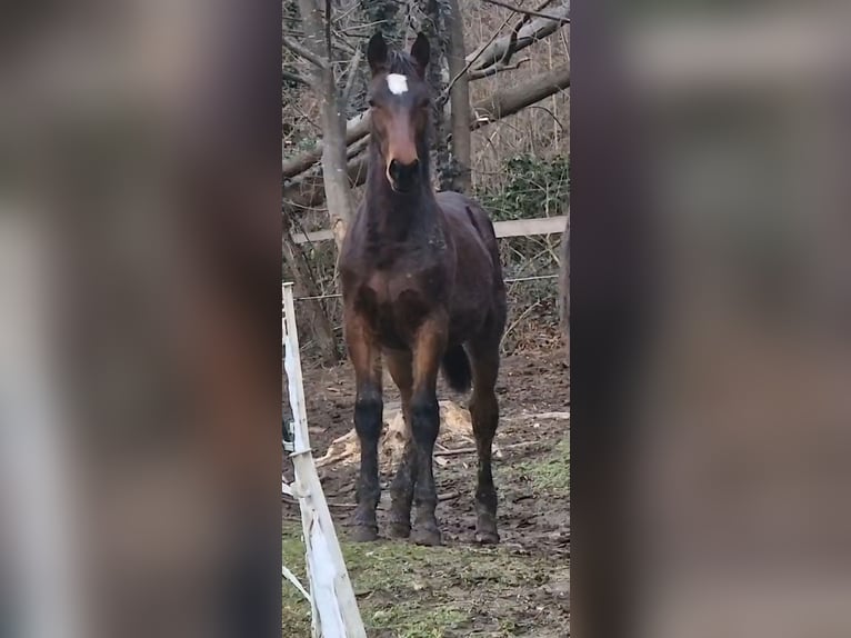 Knabstrup Stallion 1 year 15,2 hh Brown in Berndorf