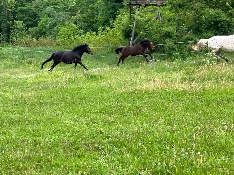 Knabstrup Stallion 1 year 15,2 hh Brown in Berndorf