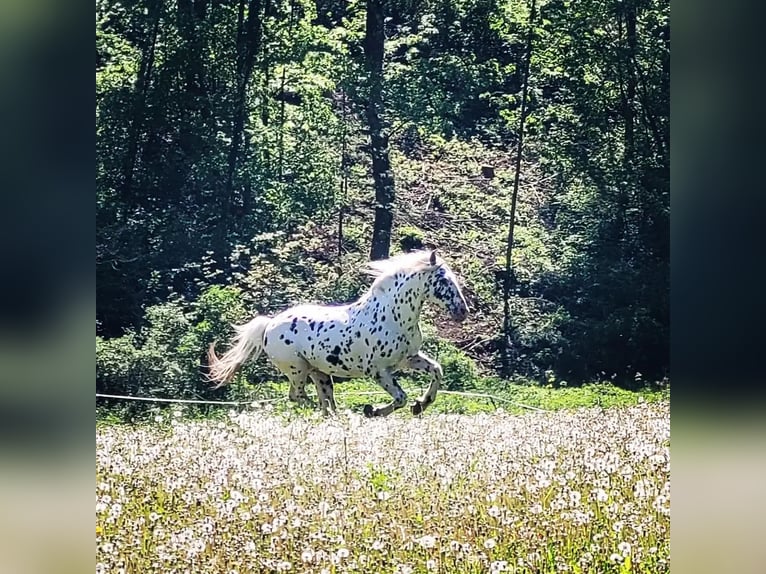 Knabstrup Stallion 1 year 15,2 hh Brown in Berndorf