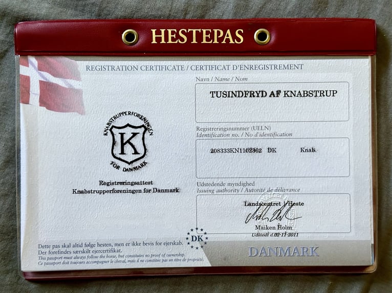 Knabstrup Stallion 1 year 15,2 hh Leopard-Piebald in Fredensborg