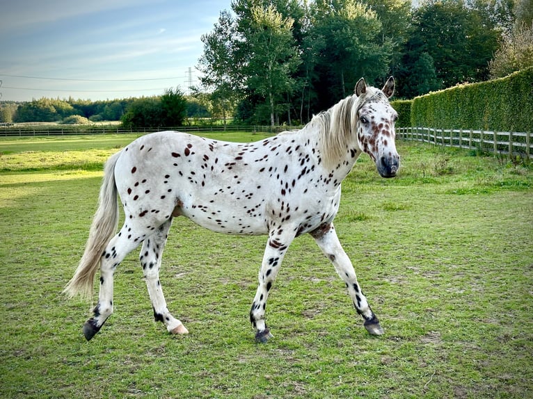 Knabstrup Stallion 1 year 15,2 hh Leopard-Piebald in Fredensborg
