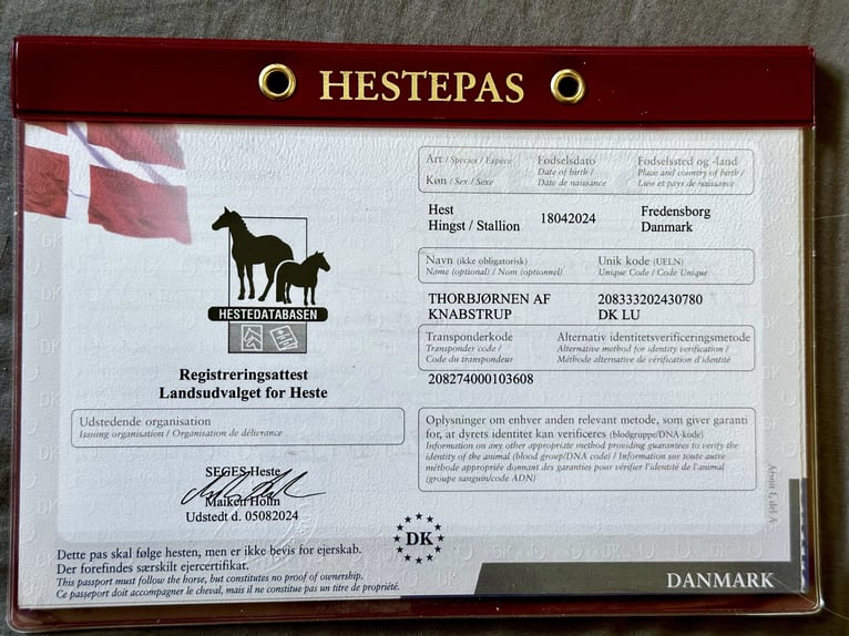 Knabstrup Stallion 1 year 15,2 hh Leopard-Piebald in Fredensborg