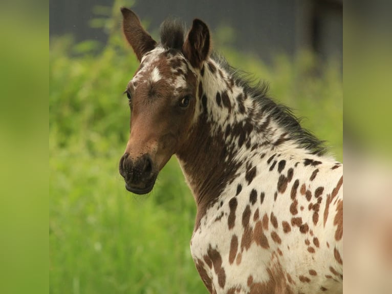 Knabstrup Stallion 1 year 16.1 hh Leopard-Piebald in Asperup