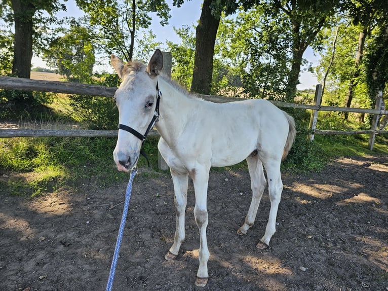 Knabstrup Stallion 1 year 16 hh Champagne in Winsen (Luhe)