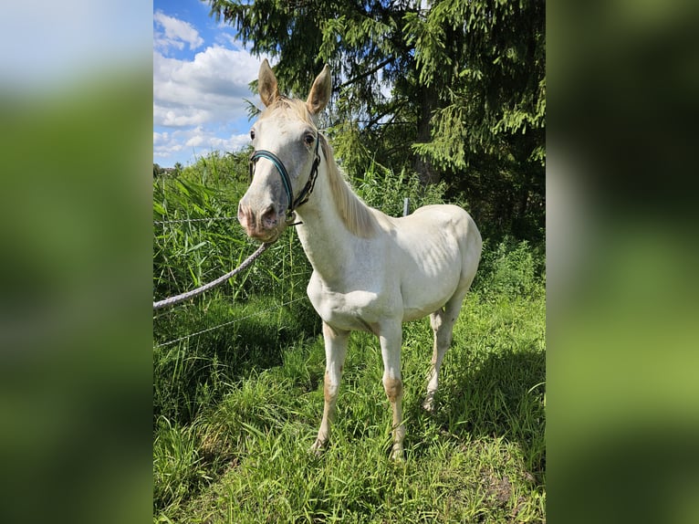 Knabstrup Stallion 1 year 16 hh Champagne in Winsen (Luhe)