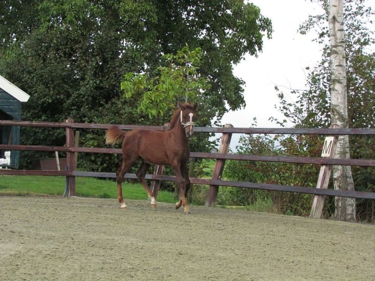 Knabstrup Stallion 1 year 16 hh Chestnut in Oterleek