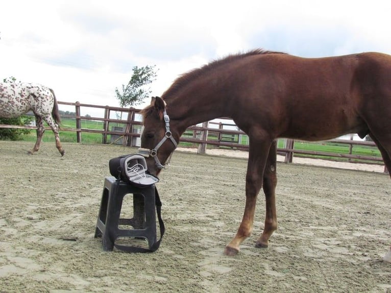 Knabstrup Stallion 1 year 16 hh Chestnut in Oterleek