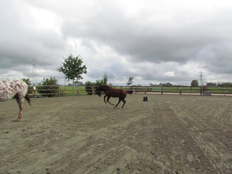 Knabstrup Stallion 1 year 16 hh Chestnut in Oterleek