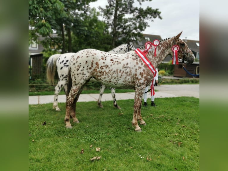 Knabstrup Stallion 1 year 16 hh Chestnut in Oterleek