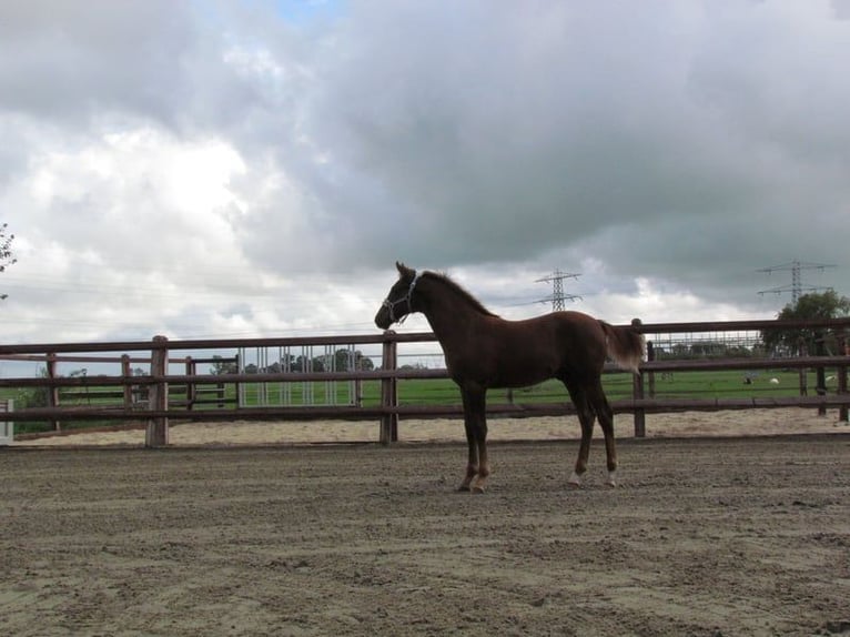 Knabstrup Stallion 1 year 16 hh Chestnut in Oterleek