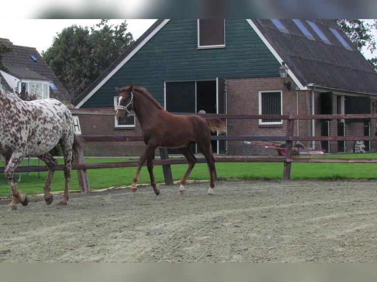 Knabstrup Stallion 1 year 16 hh Chestnut in Oterleek