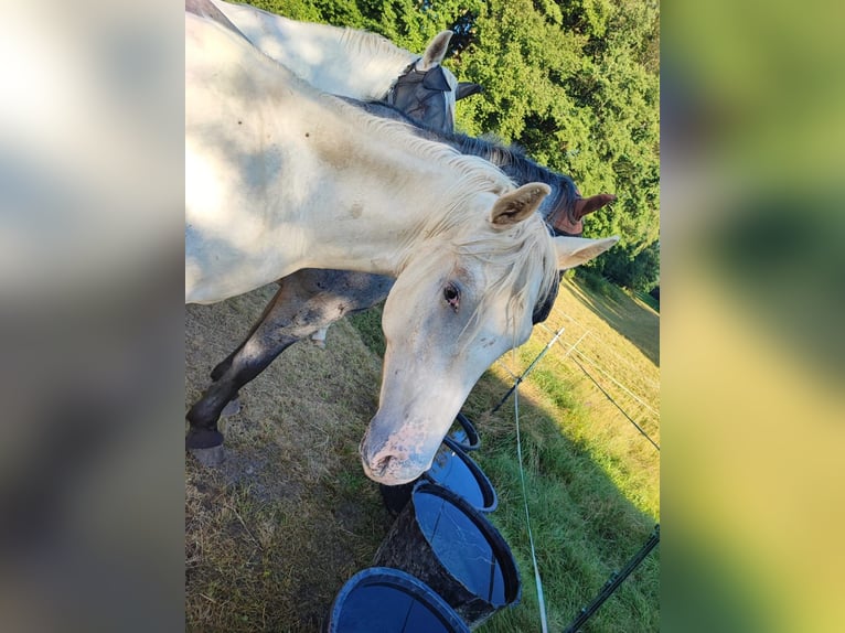 Knabstrup Stallion 1 year 16 hh White in Mengkofen