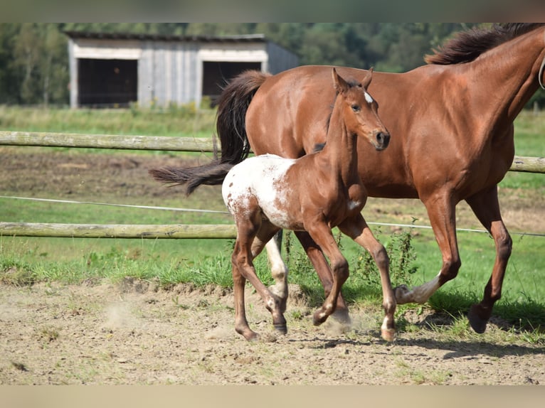 Knabstrup Stallion 1 year 16,1 hh Leopard-Piebald in Rødkærsbro