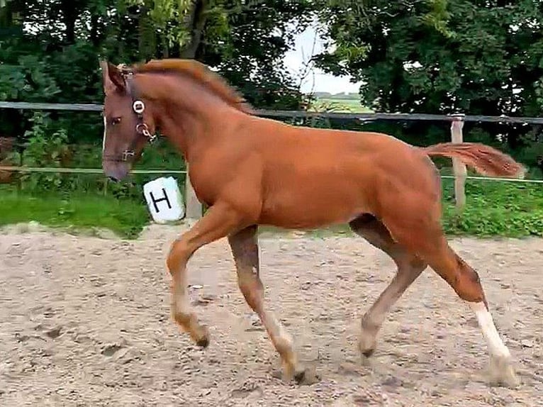 Knabstrup Stallion 1 year Chestnut in Neiße-Malxetal