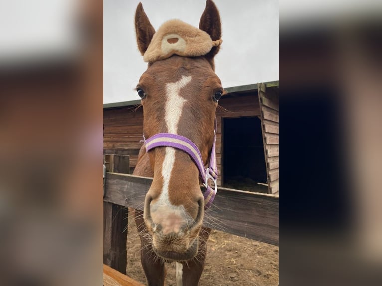 Knabstrup Stallion 1 year Chestnut in Neiße-Malxetal