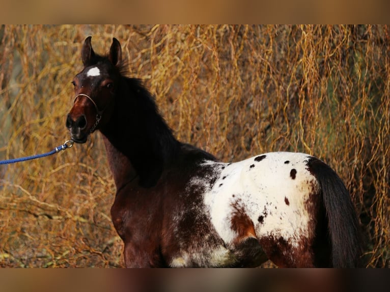 Knabstrup Stallion 1 year  in Nordhorn