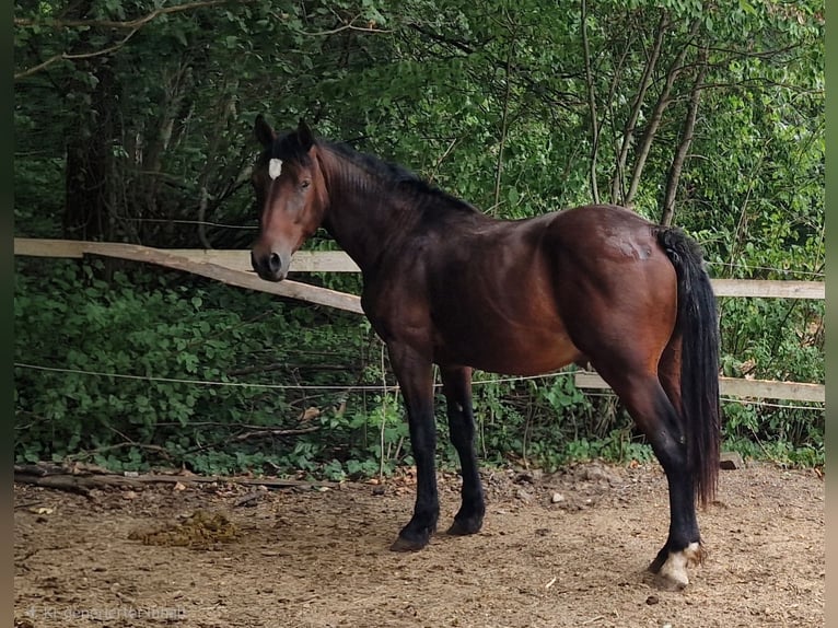 Knabstrup Stallion 2 years 15.2 hh  in Berndorf