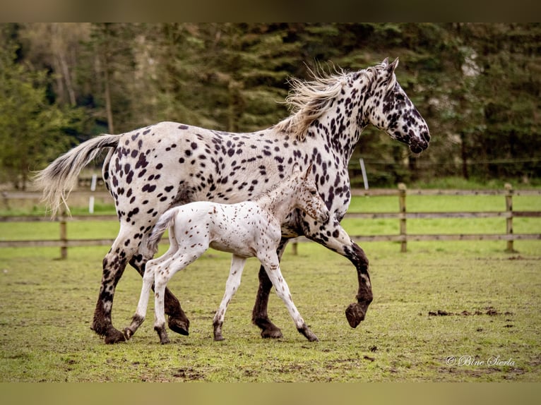 Knabstrup Stallion 2 years 15.2 hh Leopard-Piebald in Fredensborg