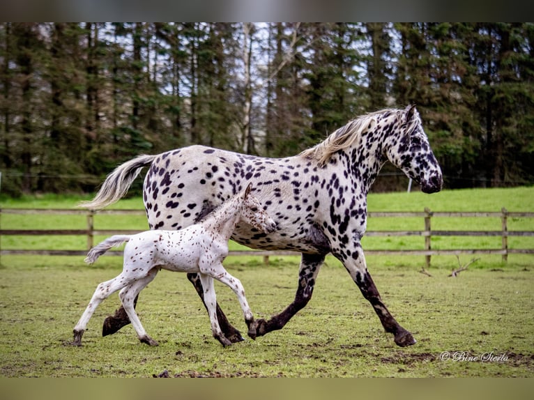 Knabstrup Stallion 2 years 15.2 hh Leopard-Piebald in Fredensborg