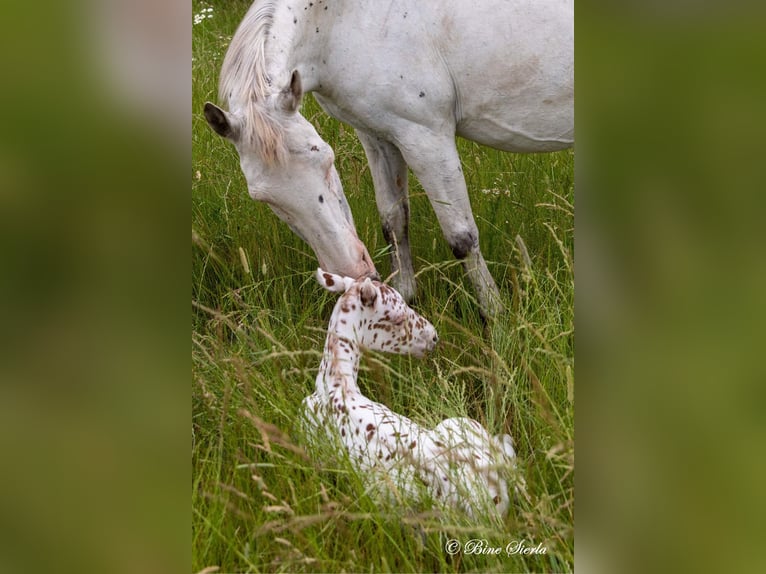 Knabstrup Stallion 2 years 15 hh Leopard-Piebald in Fredensborg