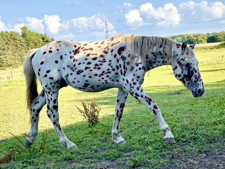 Knabstrup Stallion 2 years 15 hh Leopard-Piebald in Fredensborg
