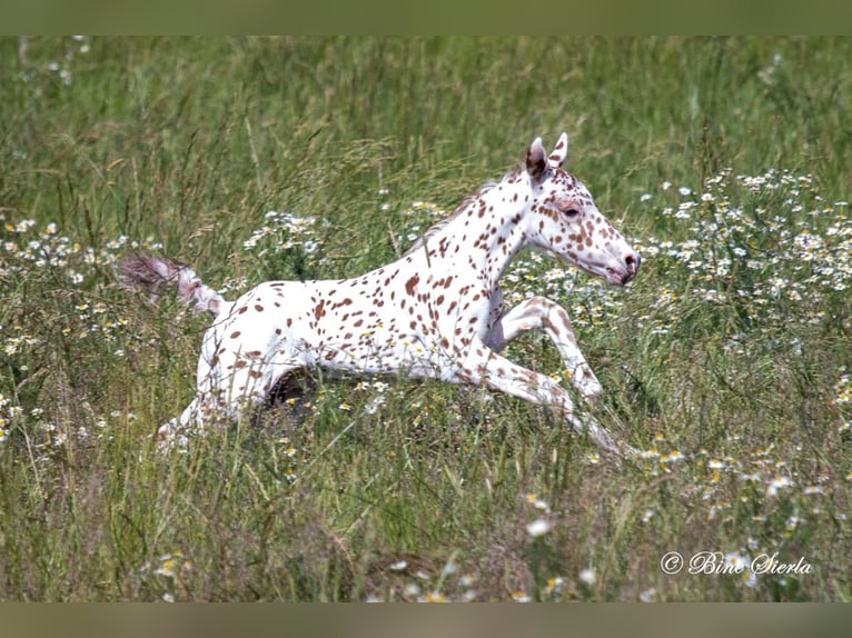 Knabstrup Stallion 2 years 15 hh Leopard-Piebald in Fredensborg