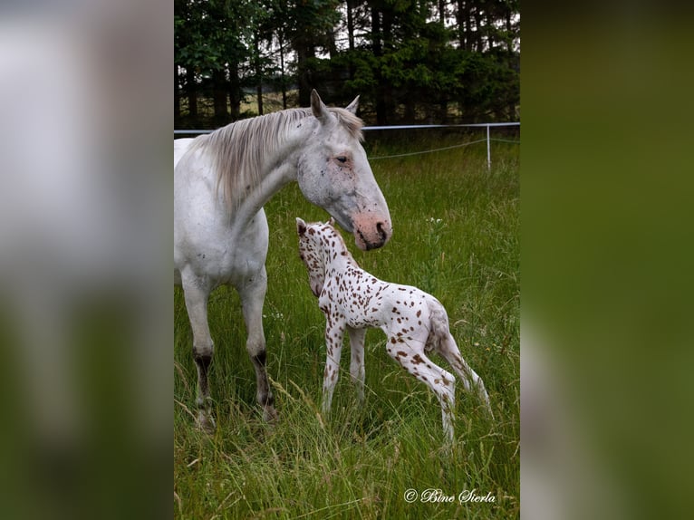 Knabstrup Stallion 2 years 15 hh Leopard-Piebald in Fredensborg