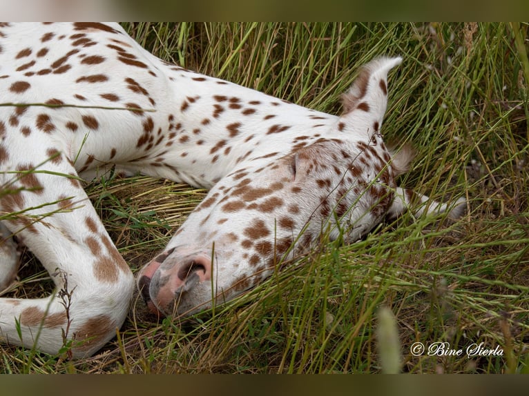 Knabstrup Stallion 2 years 15 hh Leopard-Piebald in Fredensborg