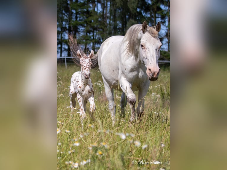 Knabstrup Stallion 2 years 15 hh Leopard-Piebald in Fredensborg