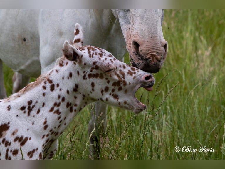 Knabstrup Stallion 2 years 15 hh Leopard-Piebald in Fredensborg