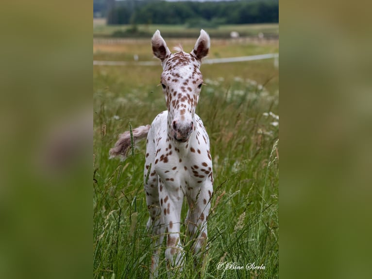Knabstrup Stallion 2 years 15 hh Leopard-Piebald in Fredensborg