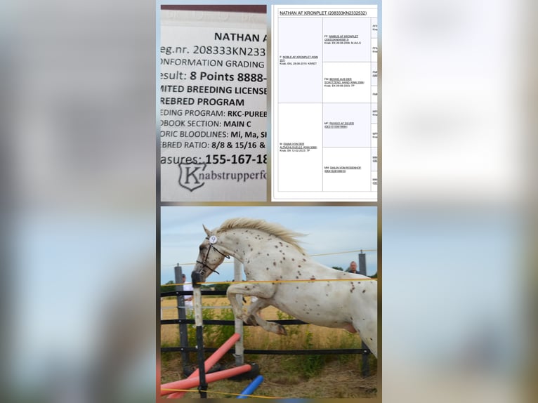 Knabstrup Stallion 2 years 15,1 hh Leopard-Piebald in Rehburg-Loccum