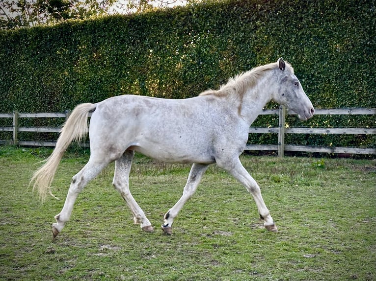 Knabstrup Stallion 2 years 15,2 hh Leopard-Piebald in Fredensborg